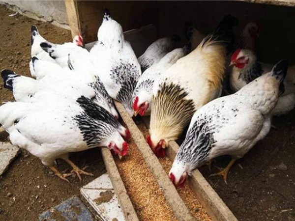 �������Ӽ�