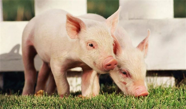 ����ҵ2018����ܽ�