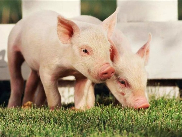 �ڷ������л������������߸����գ�