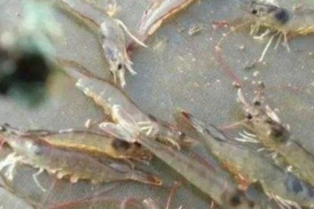 Ϻ��΢��Ԫ��ȱ����ԭ��