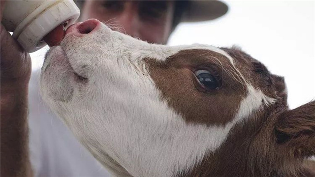 �������Ӽ�