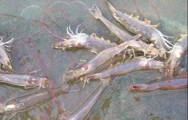 ��ϺӦ����ԭ��