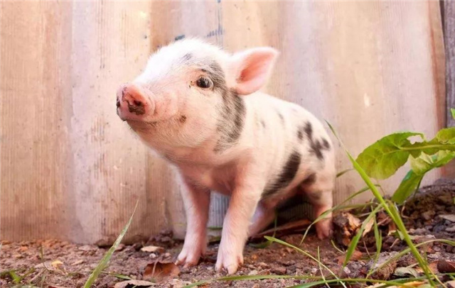 ���������Ӽ�