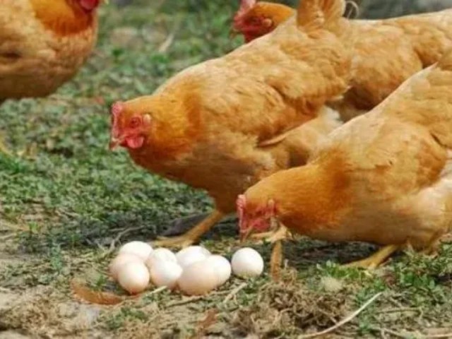 ΢��Ԫ�ضԵ���������Ӱ��