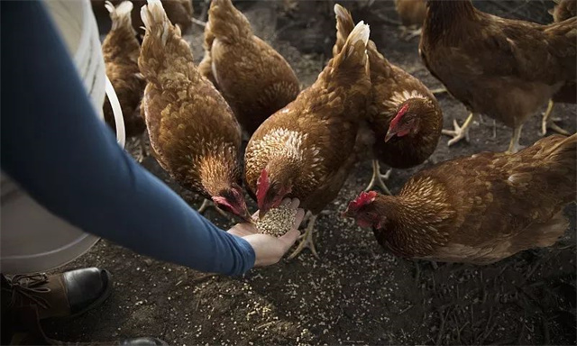 ����ҵҥ��