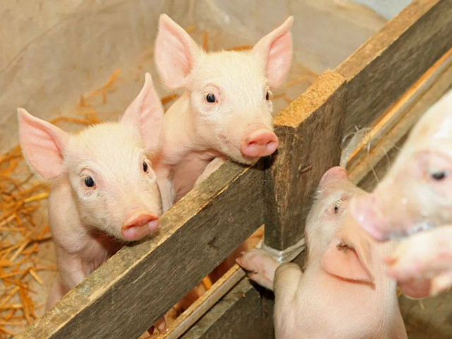 �������Ӽ�������