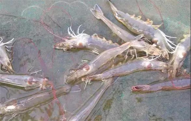 ��ϺӦ������