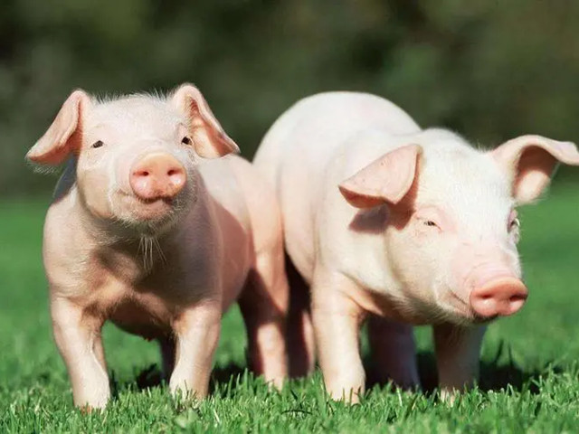 ʲô���������Ӽ����������Ӽ���ʲô��;