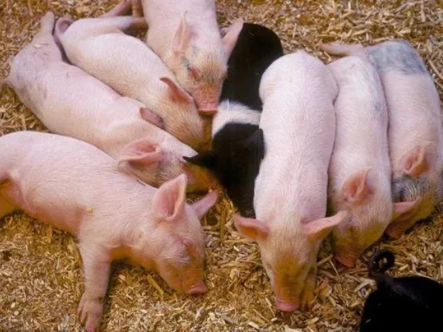 ������ϡ