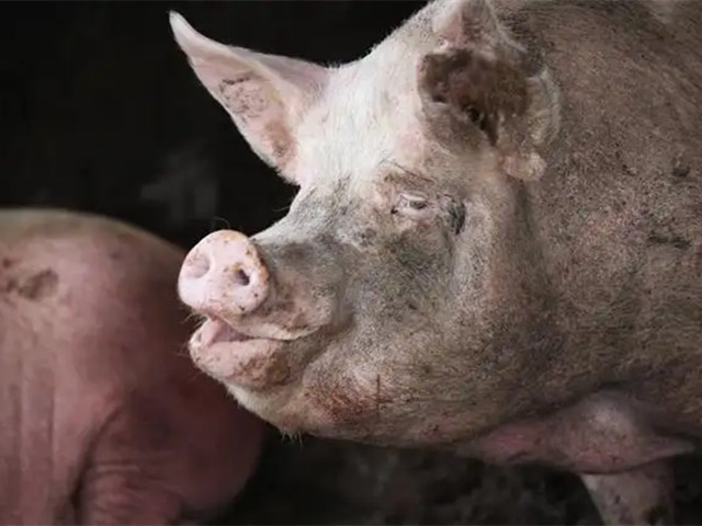 ĸ����ʳ��ô��