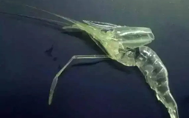 ��Ϻ�ɿ��ڲ���