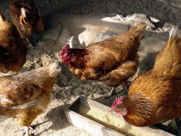 �����������½���ô�������ŵ����������Ӽ�������������