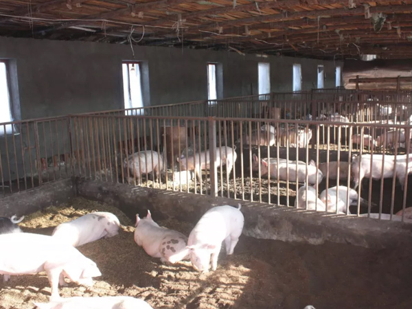 �������������������������������΢��Ԫ��Ԥ�������������