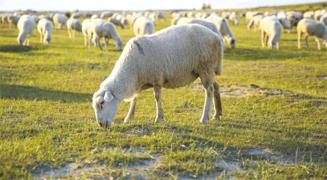 ��ֳ��������