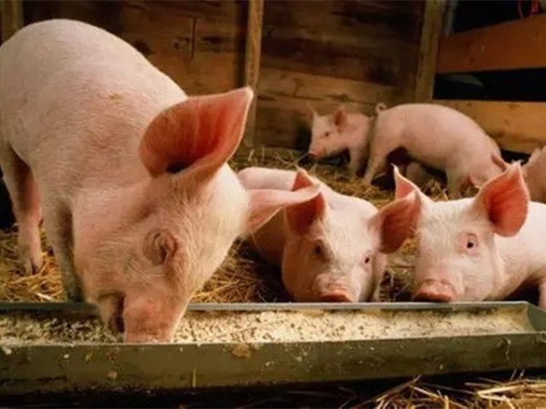 ����������