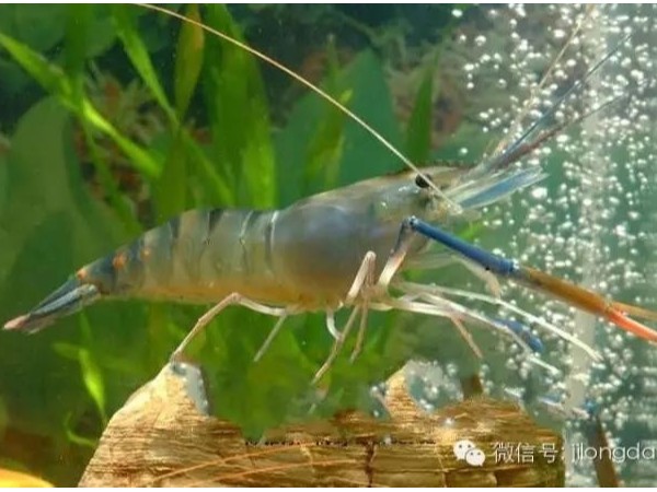 �������Ӽ�