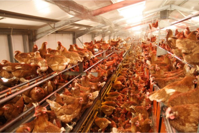 ������Ӧ��������������