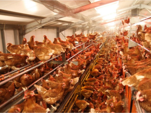 ������Ӧ��������������