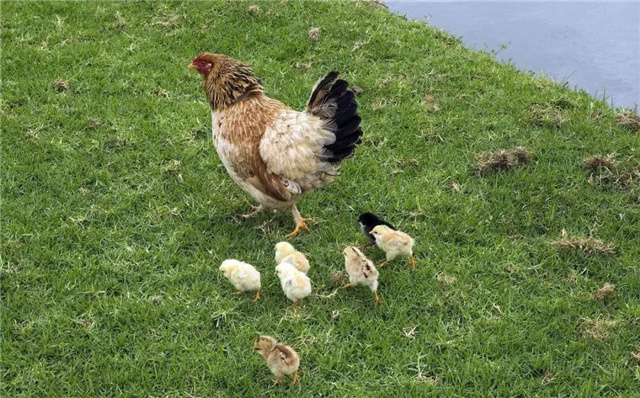 �������Ӽ�