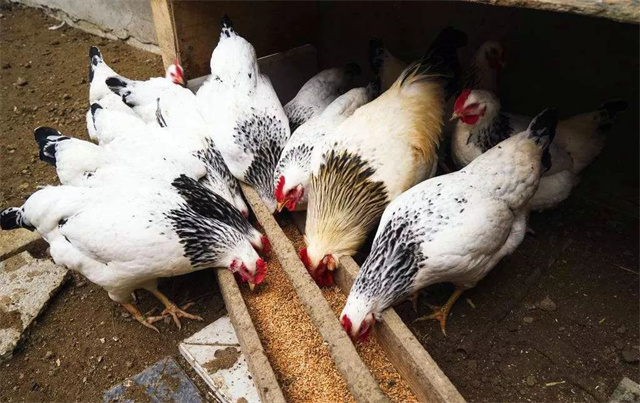 ������ֳ