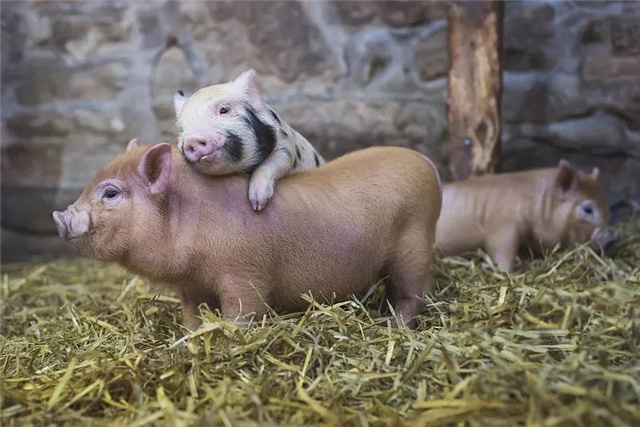 ���������Ӽ�