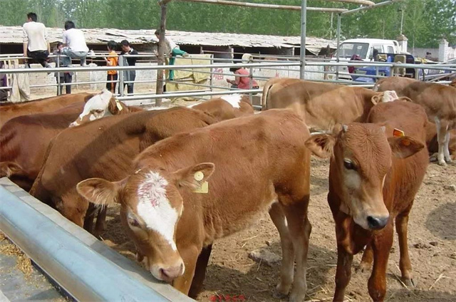 ��ֳ������׼