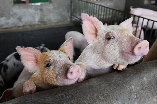 ���ӹ�����ҳ