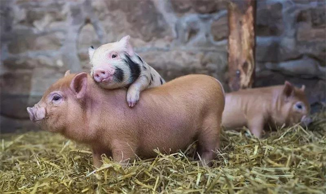 ���ӹ�����ҳ