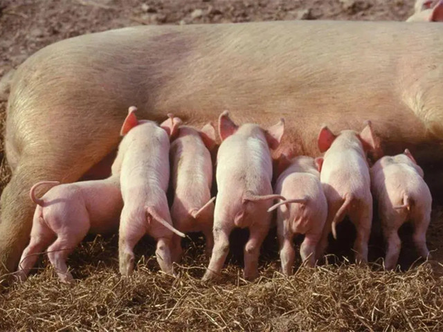 �����ٲ�Ѫ���������ǣ�ĸ������Ѫ�������Ч�棿