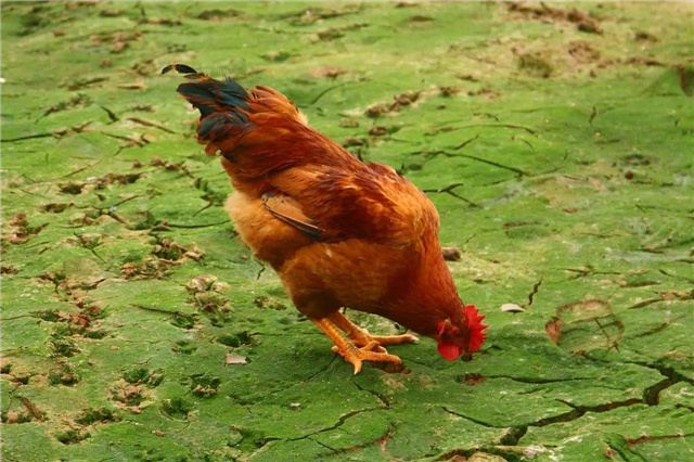 �������Ӽ�